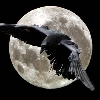 Night Raven