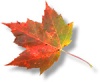 Autumn_Leaf